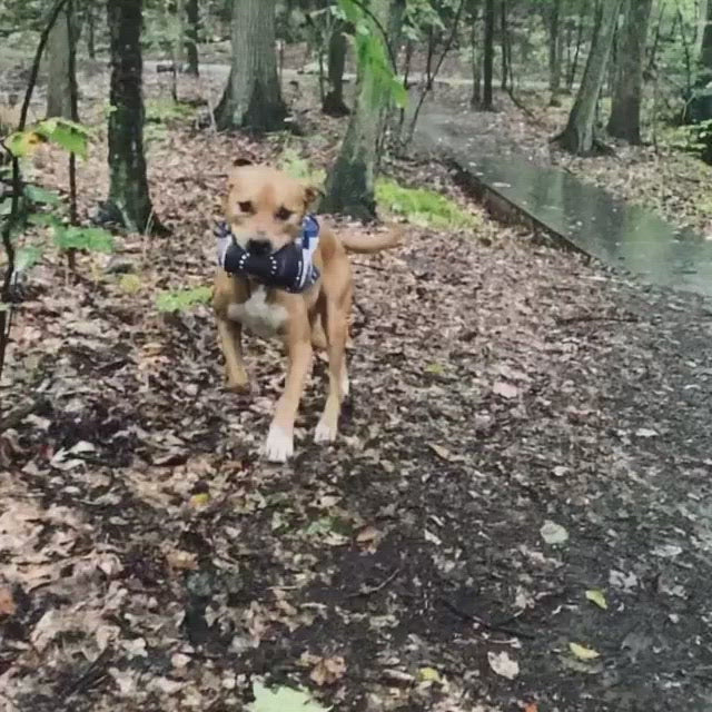 Customizable Beer Can Dog Toys