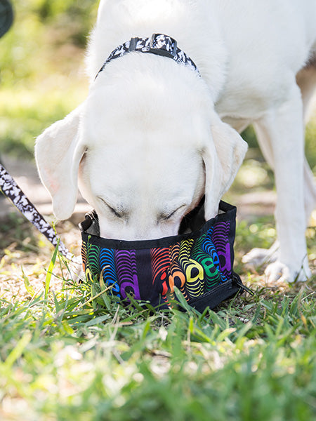 The Eco Friendly Foldable Travel Dog Bowls