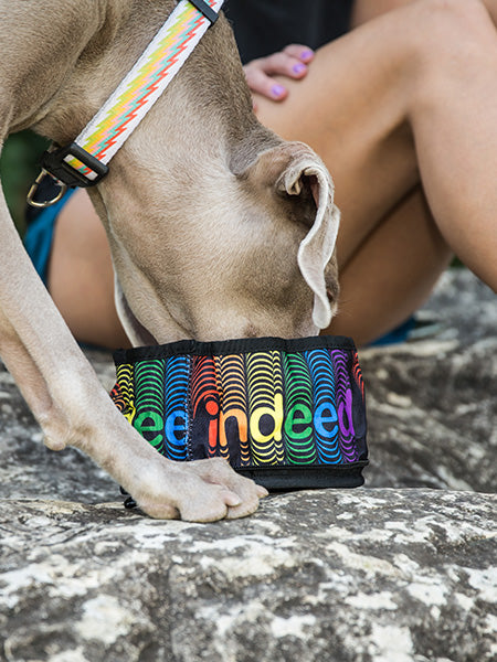 The Eco Friendly Foldable Travel Dog Bowls