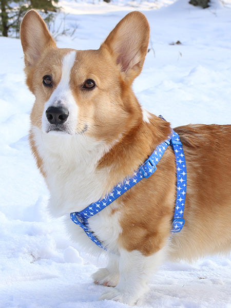 Step In Dog Harnesses For Safer Walks