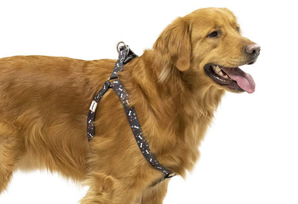 Step In Dog Harnesses For Safer Walks