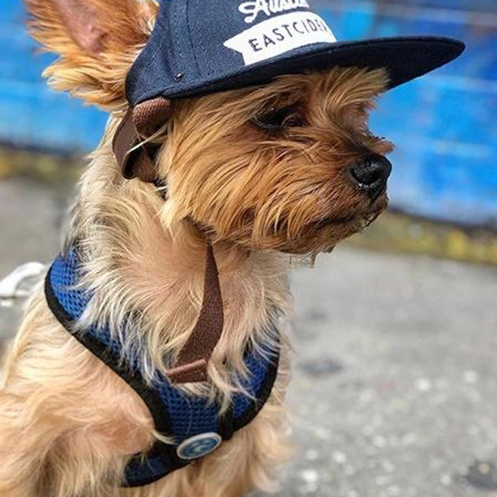 The Official Canine Cap