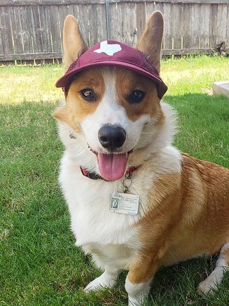 The Official Canine Cap