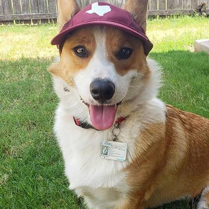 The Official Canine Cap