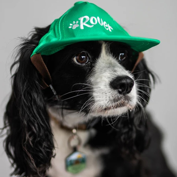 The Best Dog Hats and Dog Visors: Should My Dog Wear a Hat?