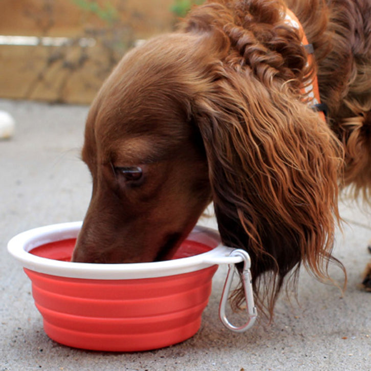 Custom Dog Travel Cups for On The Go H20