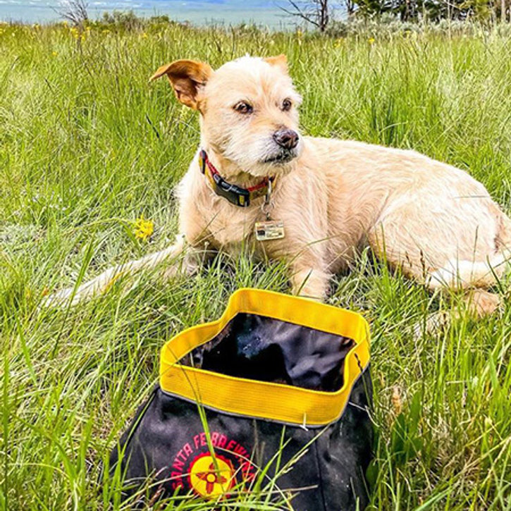 The Eco Friendly Travel Dog Bowls